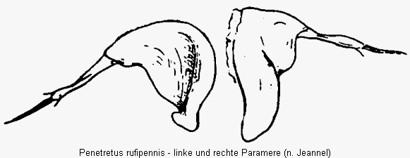 penetretus_rufipennis_pm.gif