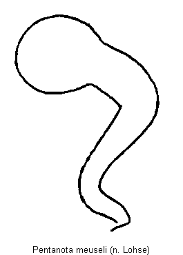 pentanota_meuseli_sperm.gif