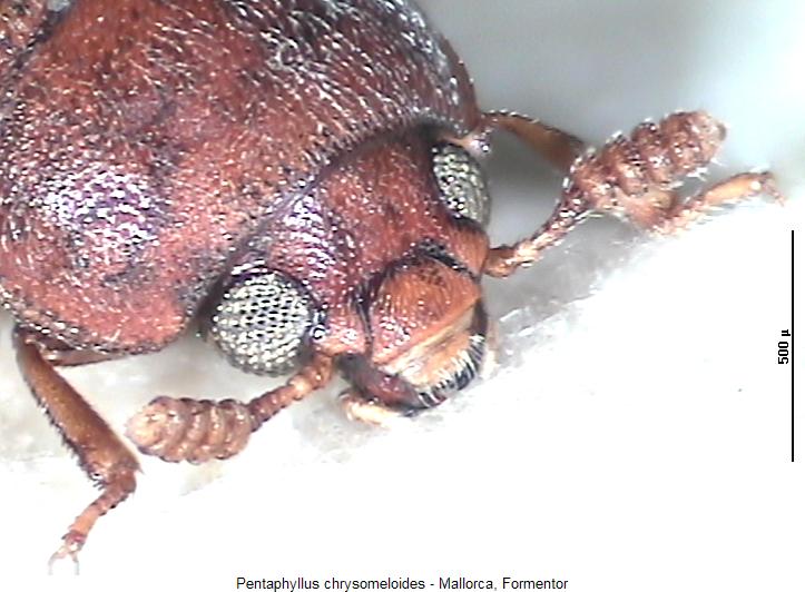 pentaphyllus_chrysomeloides_vk.jpg