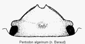 pentodon_algerinus_k.gif