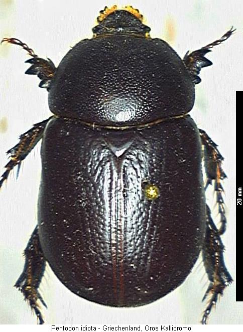 pentodon_idiota_hab.jpg