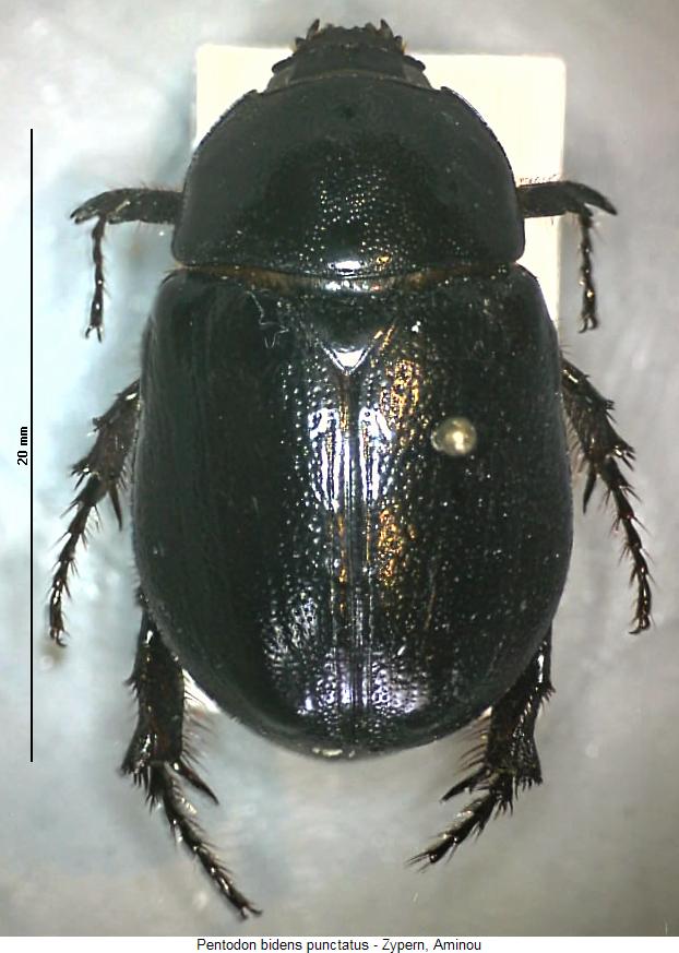pentodon_punctatus_hab.jpg