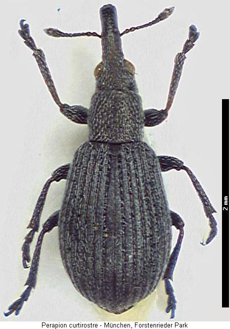 perapion_curtirostre_hab.jpg