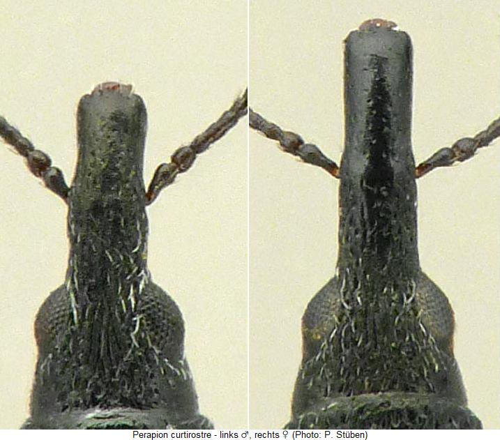 perapion_curtirostre_k.jpg