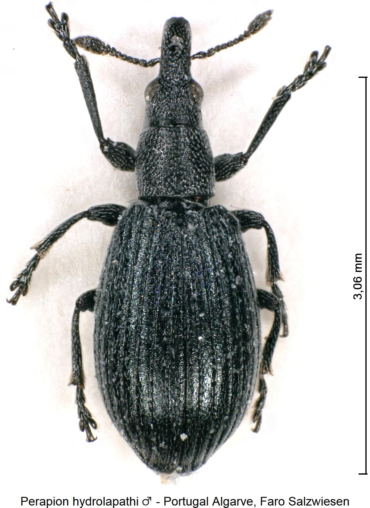 perapion_hydrolapathi_hab.jpg