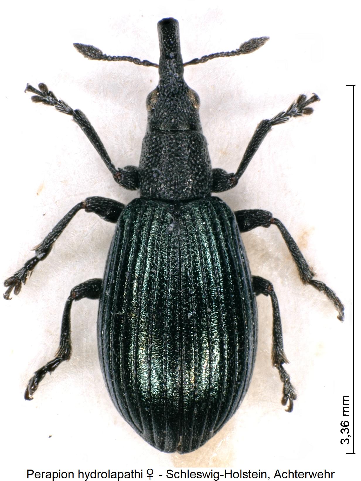 perapion_hydrolapathi_hab1.jpg
