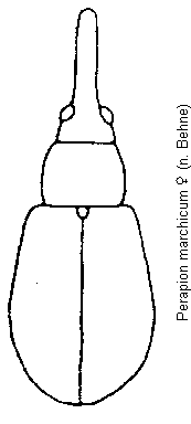 perapion_marchicum_hab.gif