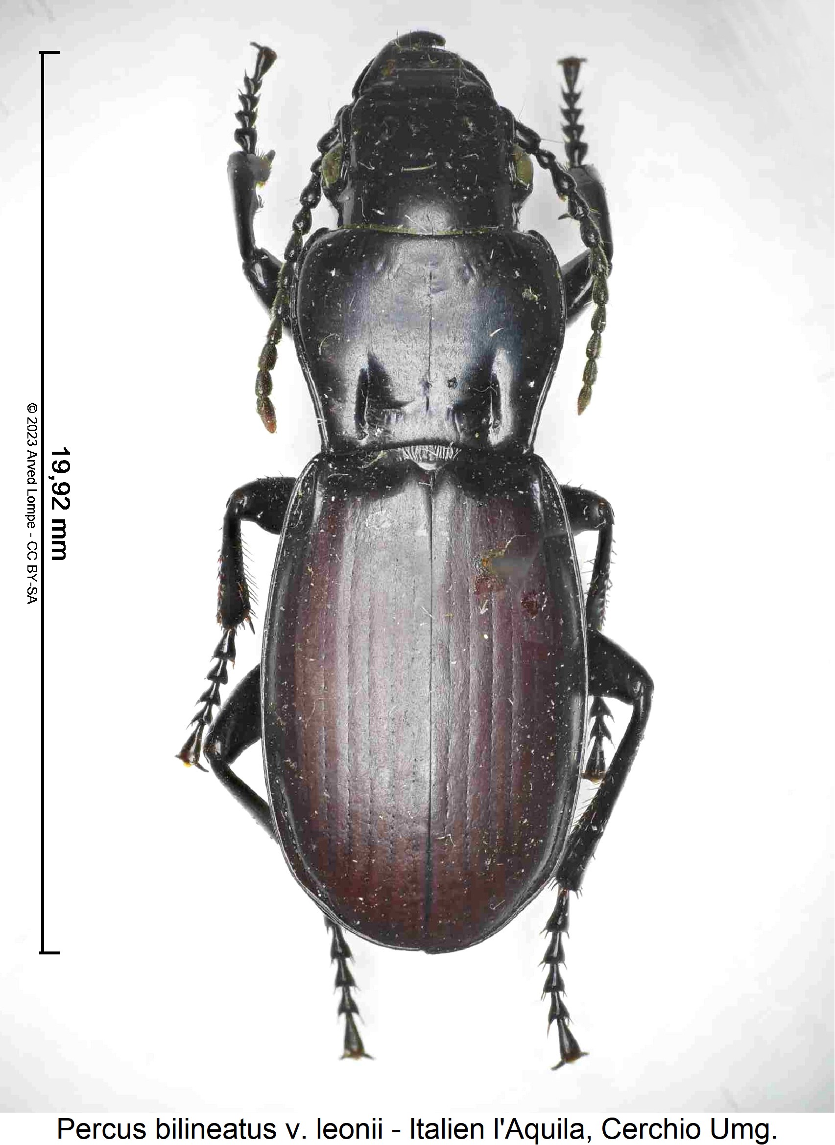percus_bilineatus_hab.jpg