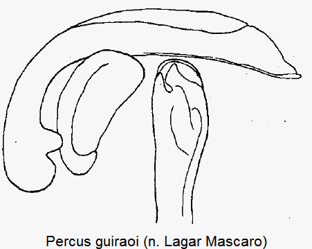 percus_guiraoi.gif