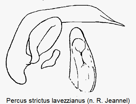 percus_lavezzianus.gif