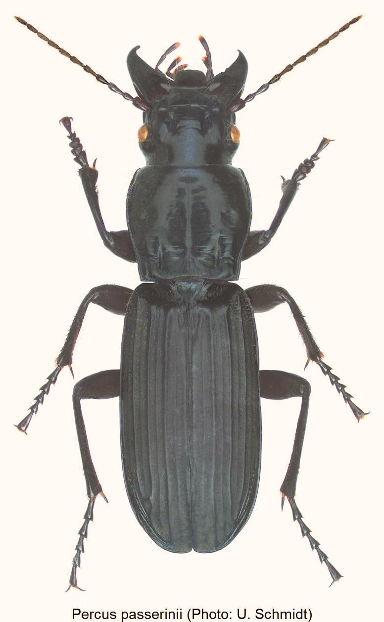 percus_passerinii_hab.jpg
