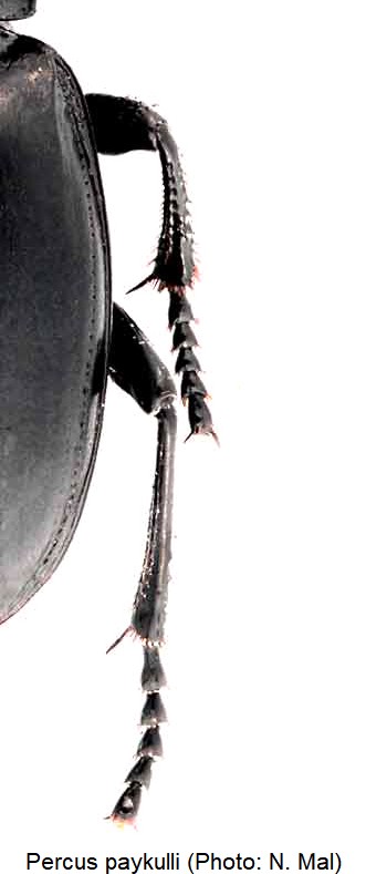 percus_paykulli_mb.jpg