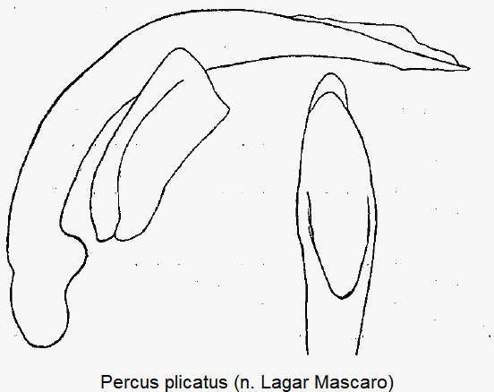 percus_plicatus.gif