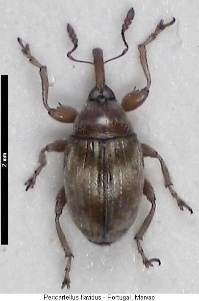 pericartiellus_flavidus_hab.jpg