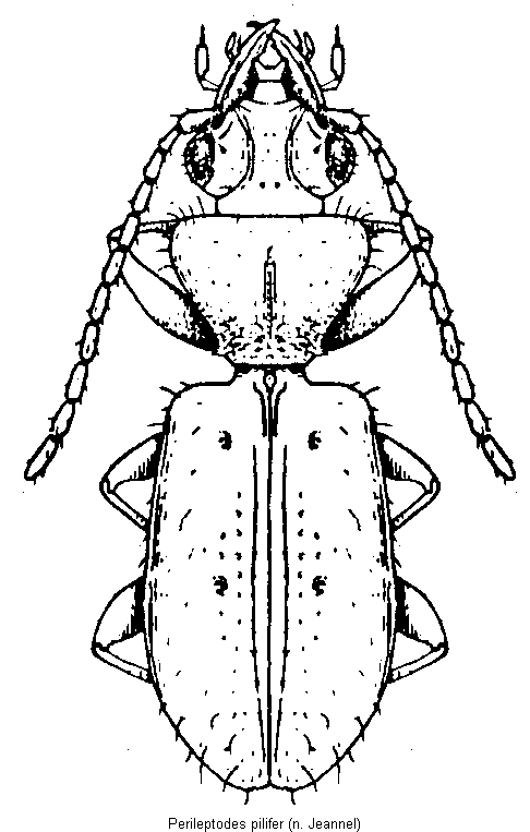 perileptodes_pilifer_hab.gif