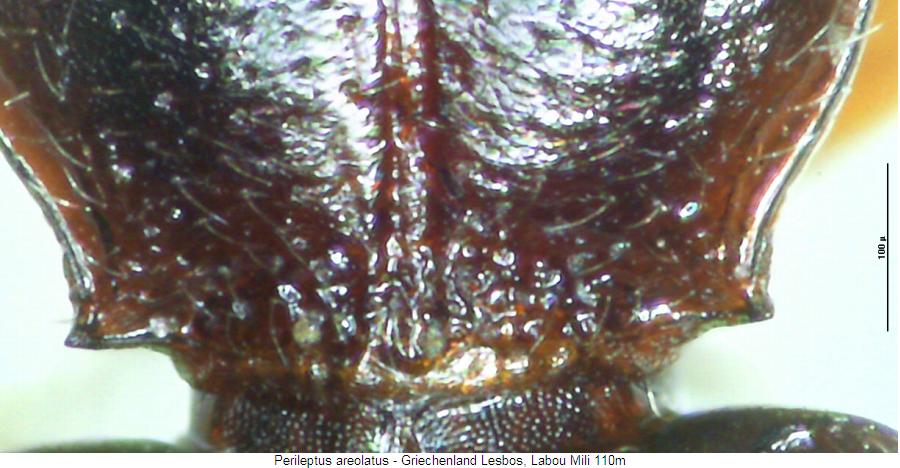 perileptus_areolatus_hsch.jpg