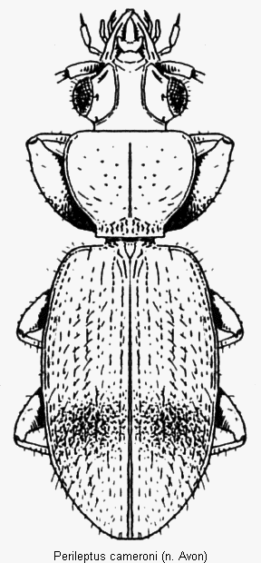 perileptus_cameroni_hab.gif