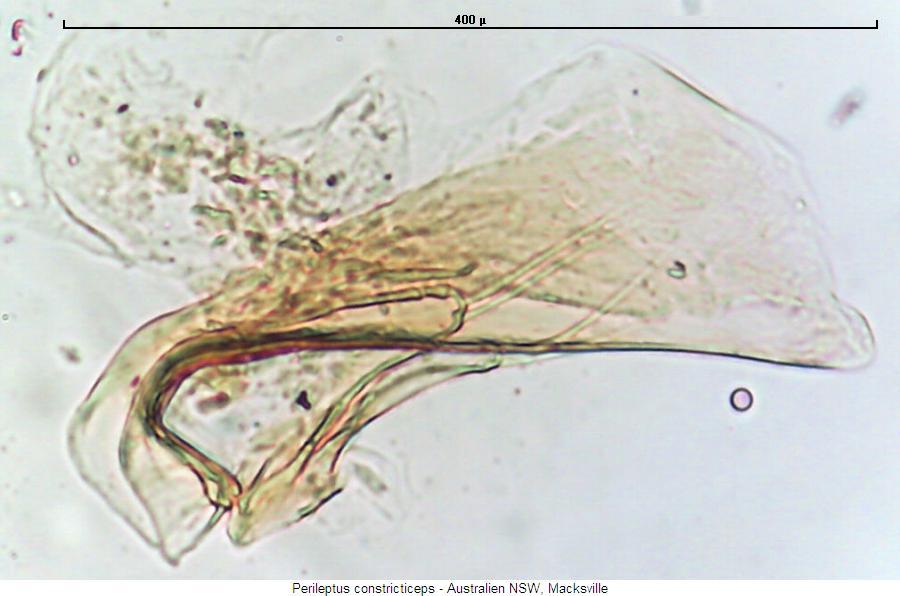 perileptus_constricticeps.jpg