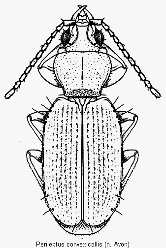 perileptus_convexicollis_hab.gif