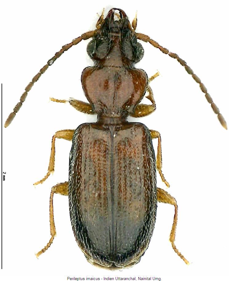 perileptus_imaicus_hab.jpg