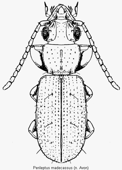 perileptus_madecassus_hab.gif