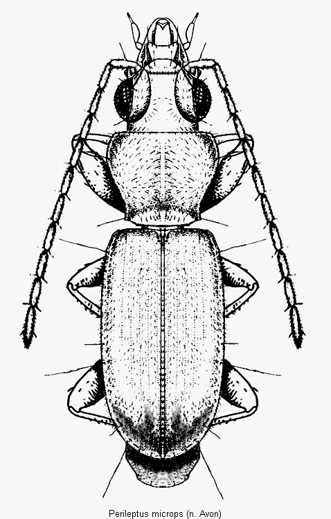 perileptus_microps_hab.gif