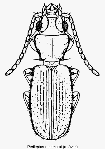 perileptus_morimotoi_hab.gif