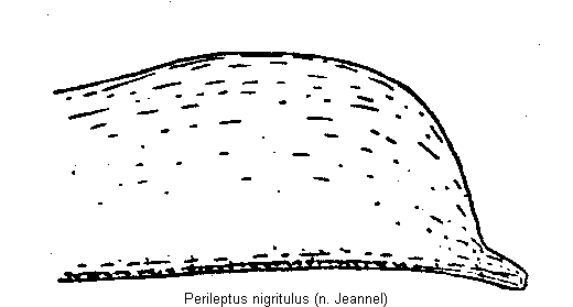 perileptus_nigritulus.gif