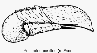perileptus_pusillus.gif