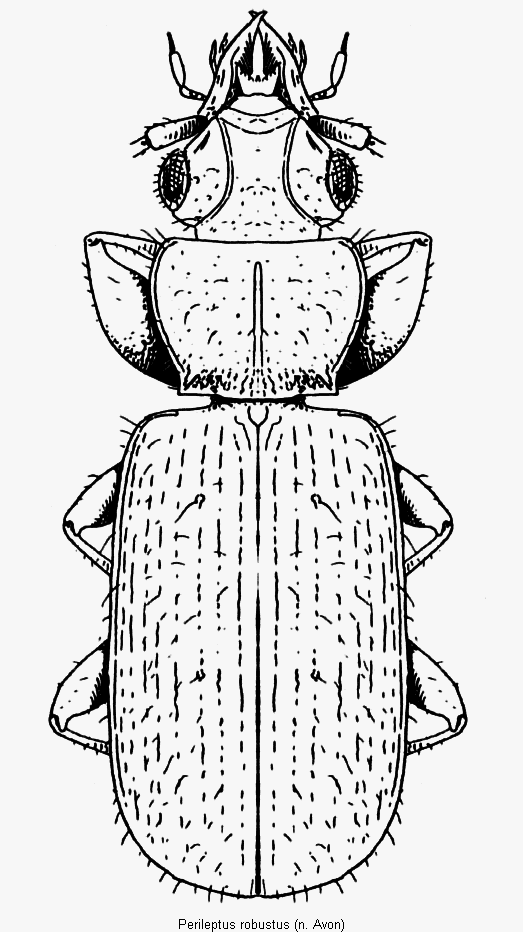 perileptus_robustus_hab.gif