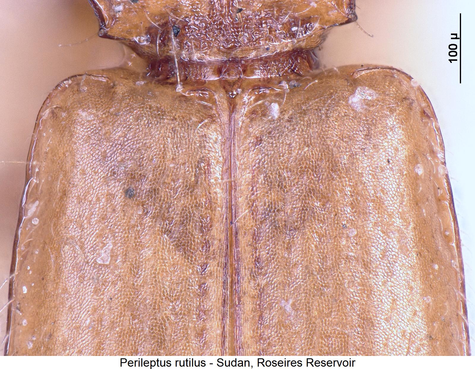 perileptus_rutilus_fld.jpg