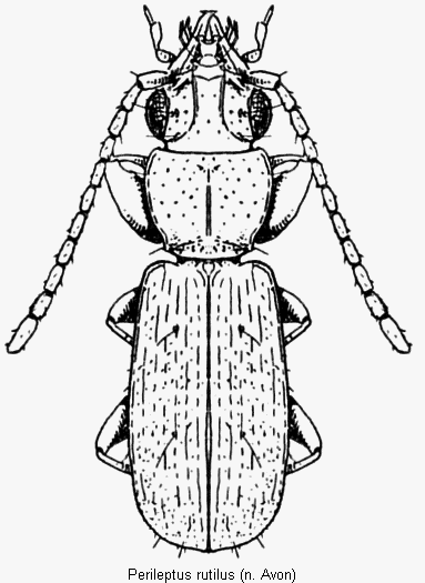 perileptus_rutilus_hab.gif