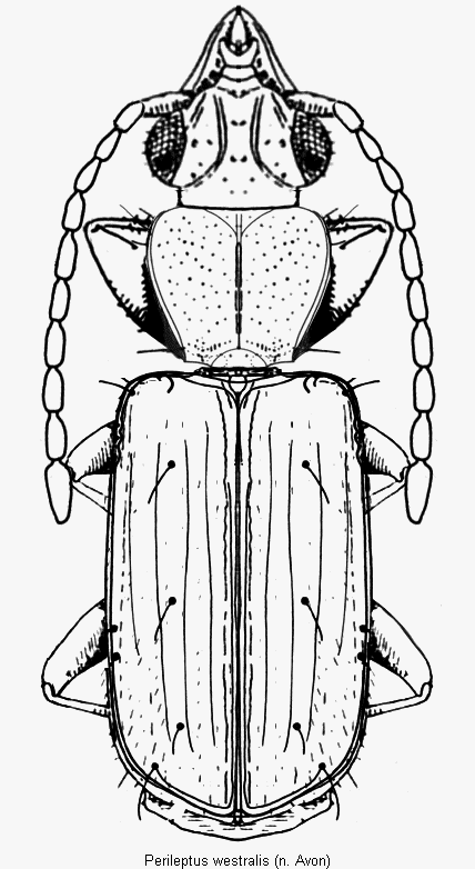 perileptus_westralis_hab.gif