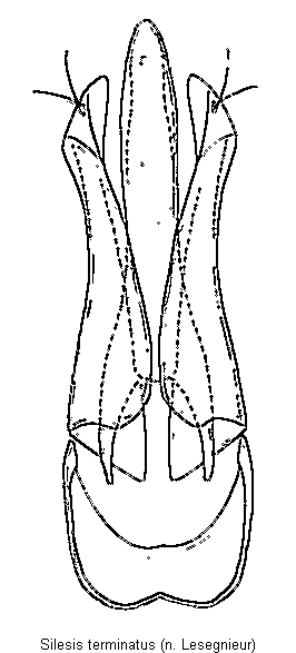 peripontius_terminatus.gif