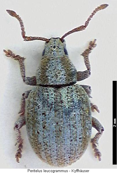peritelus_leucogrammus_hab.jpg
