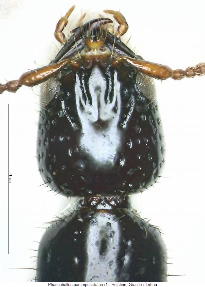 phacophallus_parumpunctatus_k2.jpg