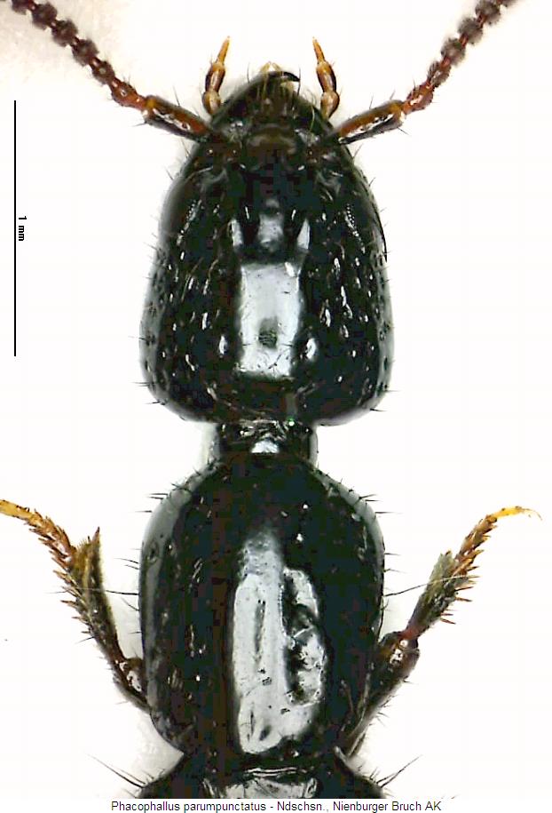 phacophallus_parumpunctatus_vk.jpg