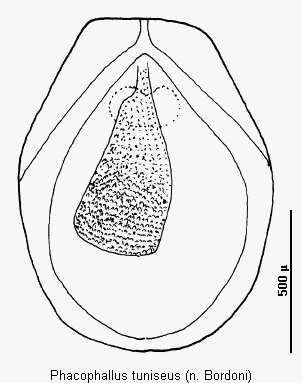 phacophallus_tuniseus.gif