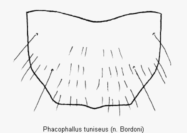 phacophallus_tuniseus_sternit.gif