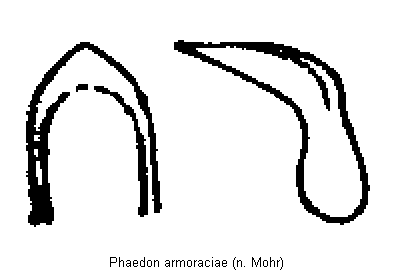 phaedon_armoraciae.gif