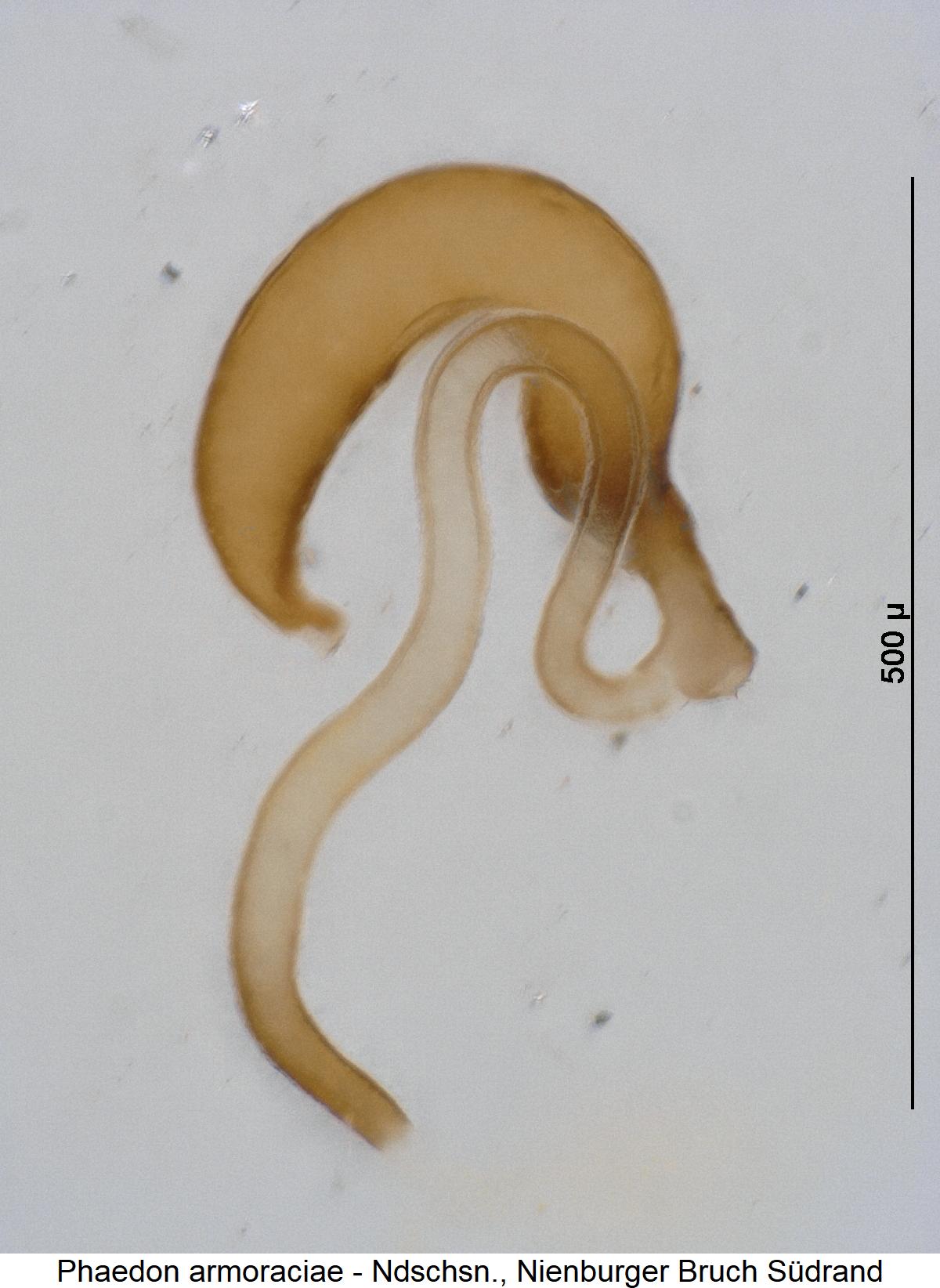 phaedon_armoraciae_sperm.jpg