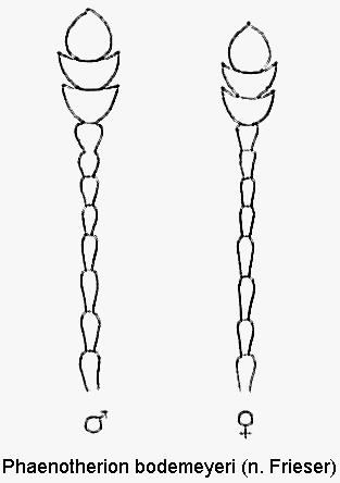 phaenotherion_bodemeyeri_f.gif