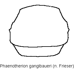 phaenotherion_ganglbaueri_hsch.gif