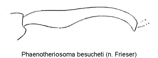 phaenotheriosoma_besucheti_hschn.gif