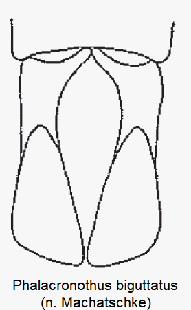 phalacronothus_biguttatus.gif