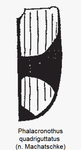 phalacronothus_quadriguttatus_fld.gif