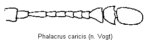 phalacrus_caricis_f.gif