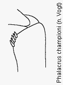 phalacrus_championi_vschn.gif