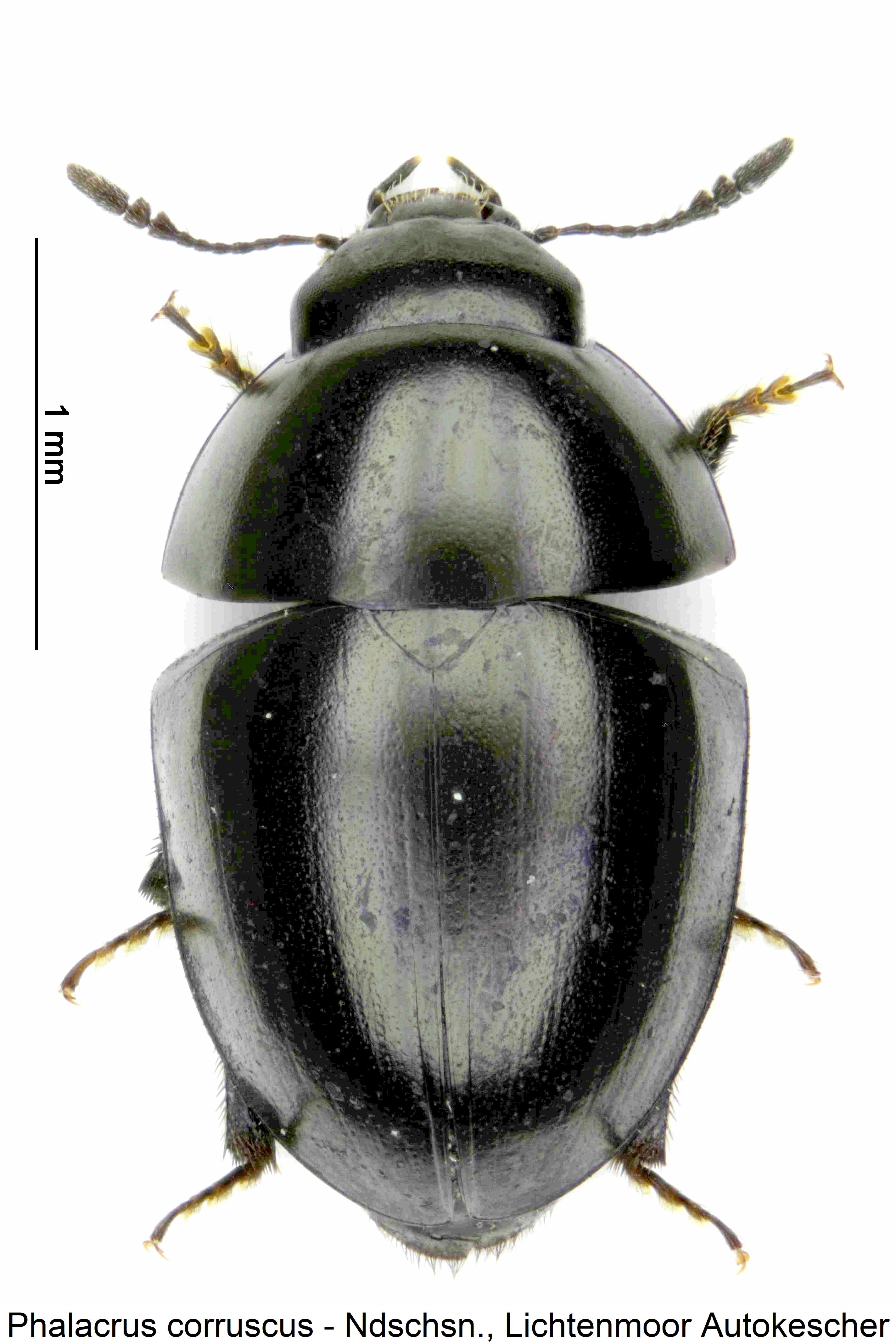 phalacrus_corruscus_hab.jpg