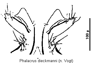 phalacrus_dieckmanni_ov.gif